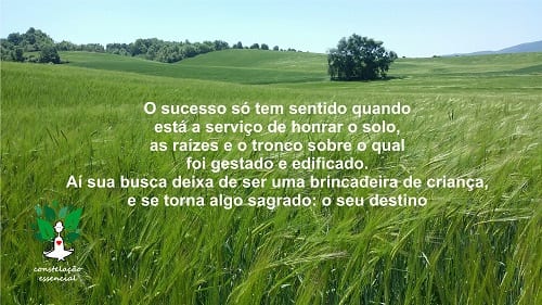 As raízes do sucesso